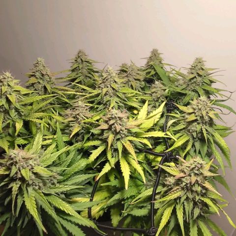 Watermelon Candy Auto growlog photo: Day before harvest.