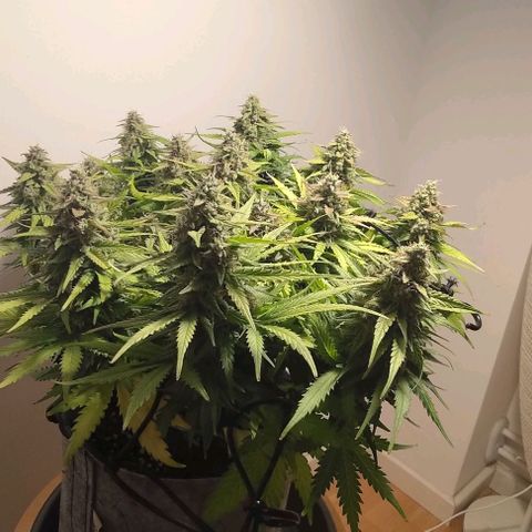 Watermelon Candy Auto growlog photo: Day before harvest.
