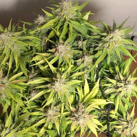Watermelon Candy Auto growlog photo: Day before harvest.
