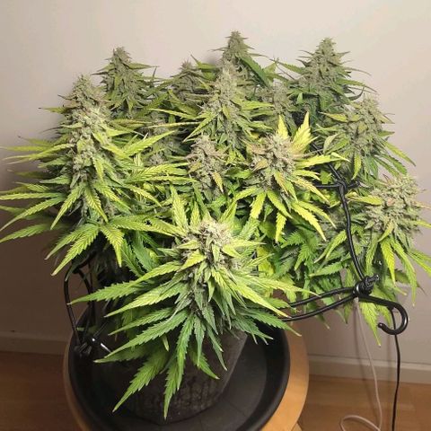 Watermelon Candy Auto growlog photo: Day before harvest.