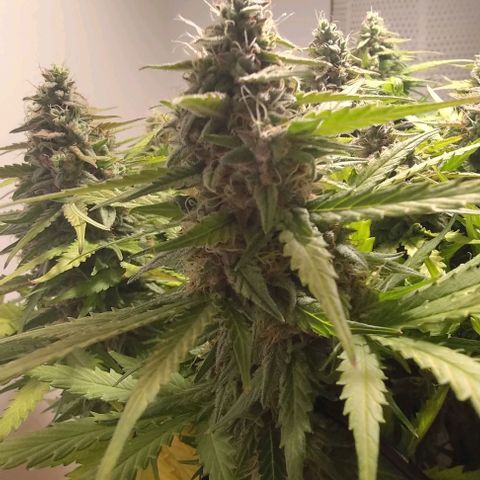 Watermelon Candy Auto growlog timeline photo