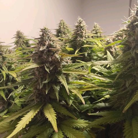 Watermelon Candy Auto growlog timeline photo