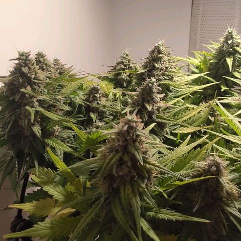 Watermelon Candy Auto growlog timeline photo