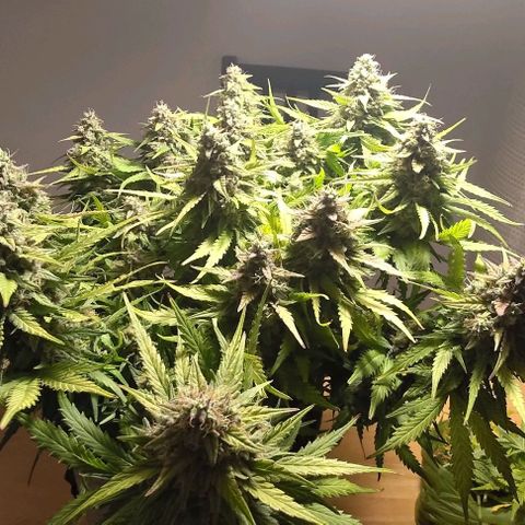 Watermelon Candy Auto growlog photo: Not a single popcorn
