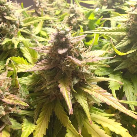 Watermelon Candy Auto growlog photo: Not a single popcorn