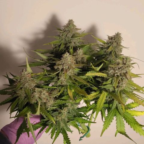 Watermelon Candy Auto growlog timeline photo
