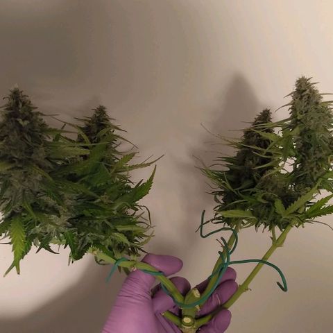 Watermelon Candy Auto growlog timeline photo