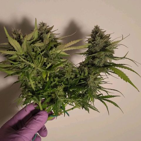 Watermelon Candy Auto growlog timeline photo