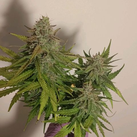 Watermelon Candy Auto growlog timeline photo