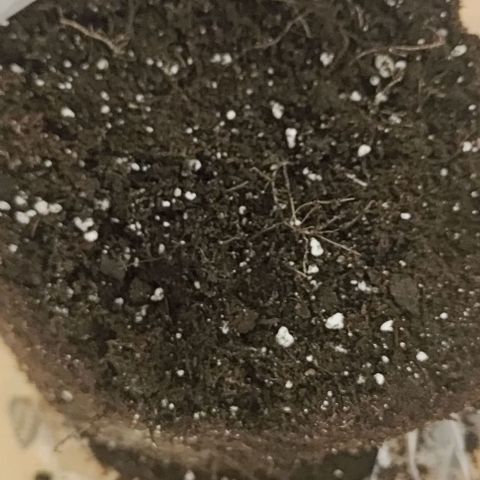 Watermelon Candy Auto growlog photo: Roots filled out the pot completely 
