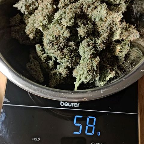 Watermelon Candy Auto growlog timeline photo