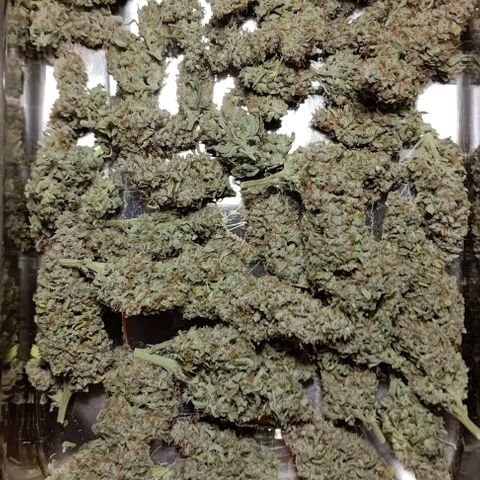 Watermelon Candy Auto growlog timeline photo