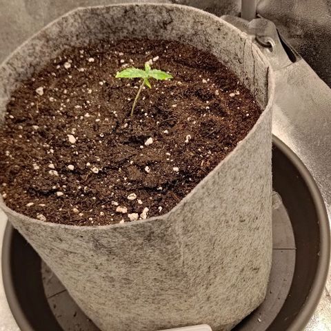 Gorilla Glue Auto  growlog photo: A little too hot. Lowered light from 60 to 40