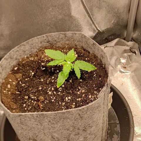 Gorilla Glue Auto  growlog timeline photo