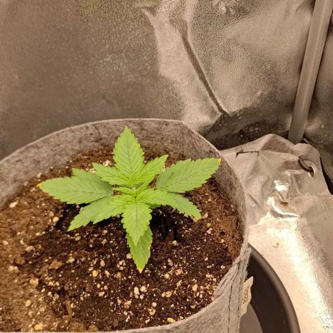 Gorilla Glue Auto  growlog timeline photo