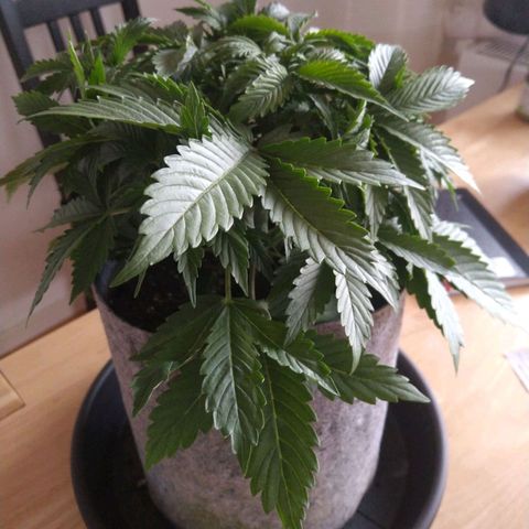 Gorilla Glue Auto  growlog timeline photo