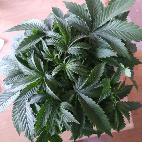 Gorilla Glue Auto  growlog timeline photo