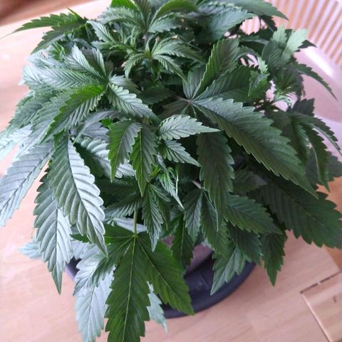 Gorilla Glue Auto  growlog timeline photo