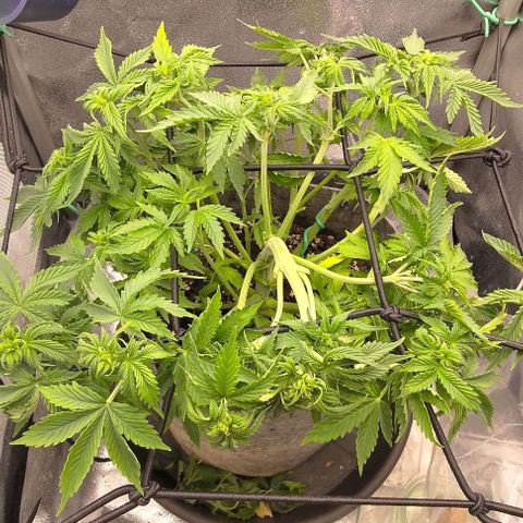 Gorilla Glue Auto  growlog timeline photo