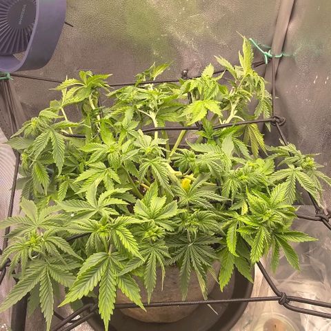 Gorilla Glue Auto  growlog timeline photo