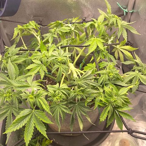 Gorilla Glue Auto  growlog photo: After defoliation II