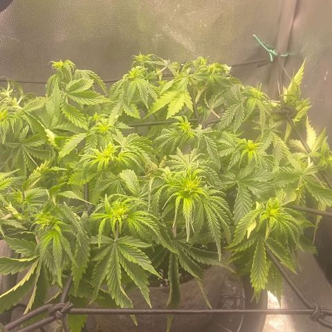 Gorilla Glue Auto  growlog timeline photo