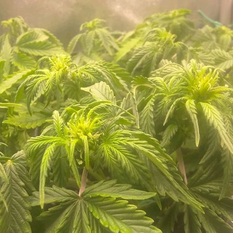 Gorilla Glue Auto  growlog timeline photo