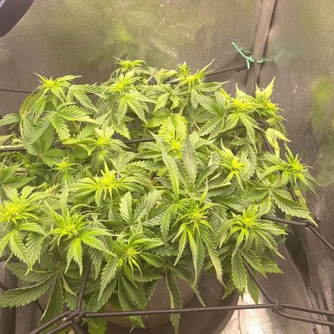 Gorilla Glue Auto  growlog timeline photo