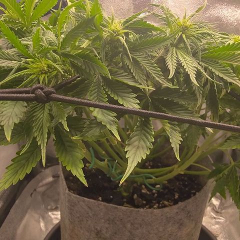 Gorilla Glue Auto  growlog timeline photo
