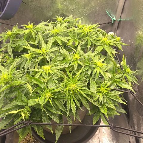 Gorilla Glue Auto  growlog timeline photo