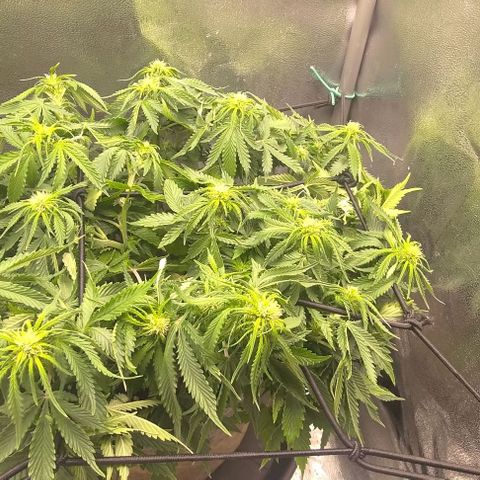 Gorilla Glue Auto  growlog timeline photo