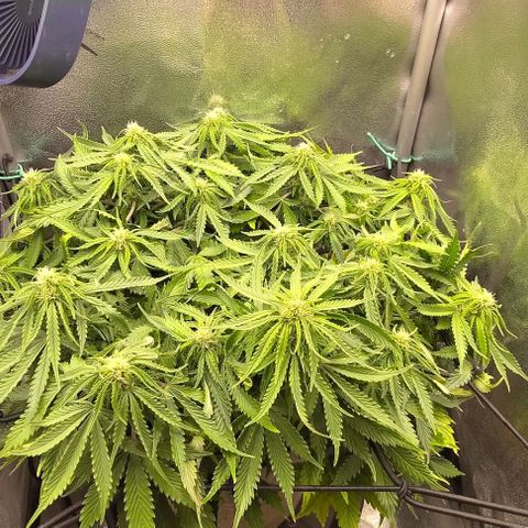 Gorilla Glue Auto  growlog timeline photo