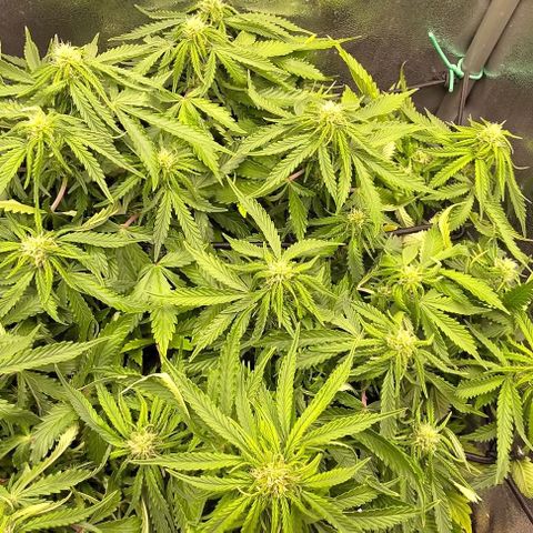 Gorilla Glue Auto  growlog timeline photo