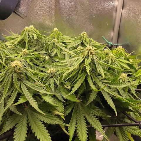 Gorilla Glue Auto  growlog timeline photo