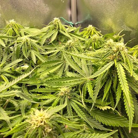 Gorilla Glue Auto  growlog timeline photo