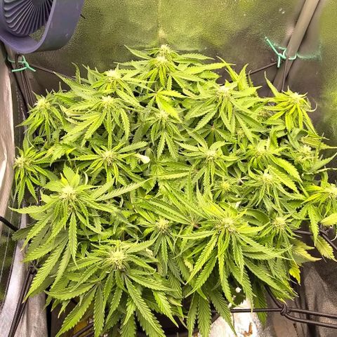 Gorilla Glue Auto  growlog timeline photo