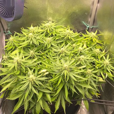 Gorilla Glue Auto  growlog timeline photo