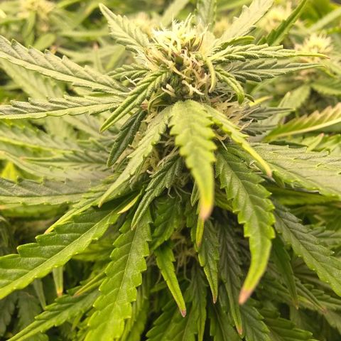 Gorilla Glue Auto  growlog timeline photo