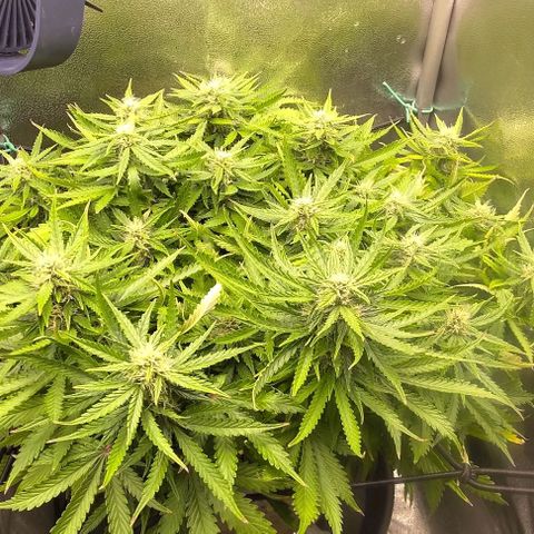 Gorilla Glue Auto  growlog timeline photo