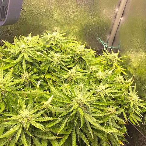 Gorilla Glue Auto  growlog timeline photo
