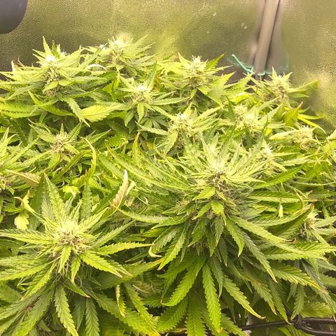 Gorilla Glue Auto  growlog timeline photo
