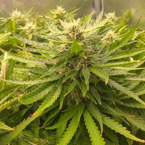 Gorilla Glue Auto  growlog timeline photo