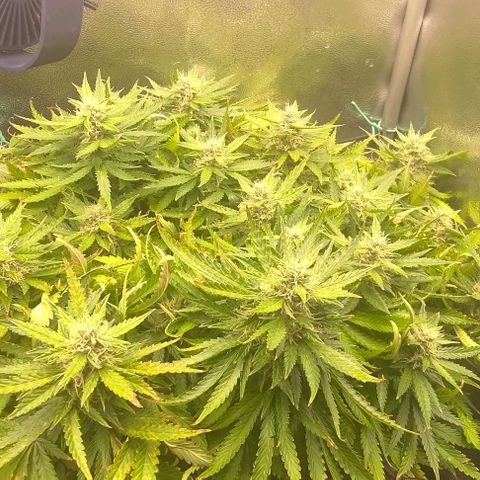 Gorilla Glue Auto  growlog timeline photo