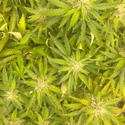 Gorilla Glue Auto  growlog timeline photo