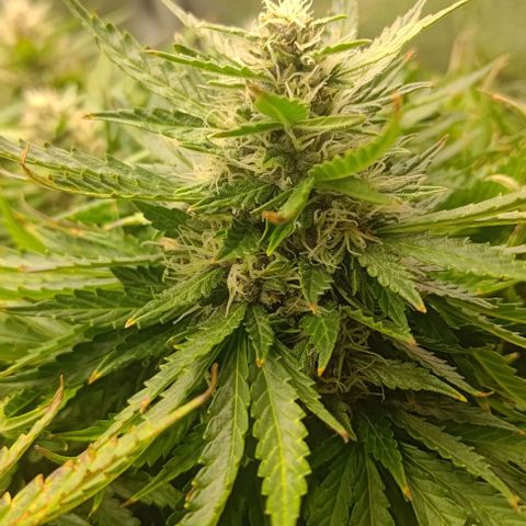 Gorilla Glue Auto  growlog timeline photo