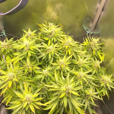 Gorilla Glue Auto  growlog photo: Some lower buds felt moist in the morning, so I trimmed some leaves and buds due to the increased risk of mould. Hope it is not too much stress for the last stretch.