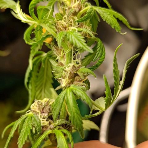 Gorilla Glue Auto  growlog photo: Some lower buds felt moist in the morning, so I trimmed some leaves and buds due to the increased risk of mould. Hope it is not too much stress for the last stretch.