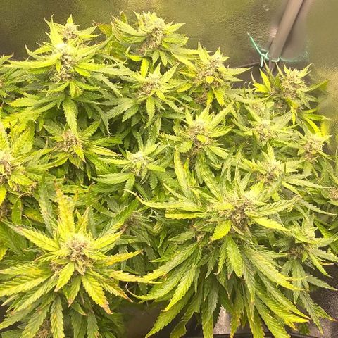 Gorilla Glue Auto  growlog photo: Some lower buds felt moist in the morning, so I trimmed some leaves and buds due to the increased risk of mould. Hope it is not too much stress for the last stretch.