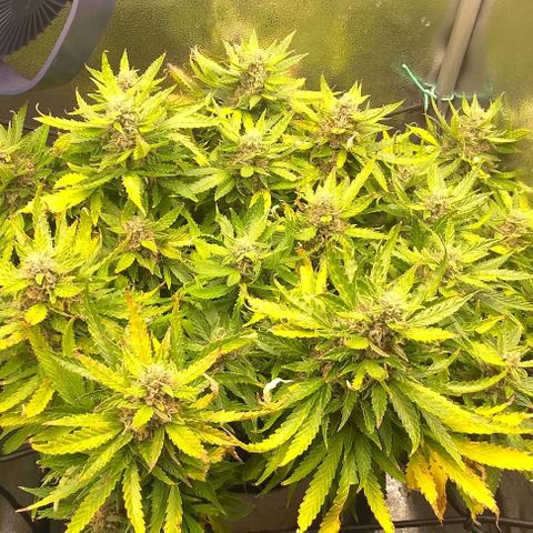 Gorilla Glue Auto  growlog timeline photo
