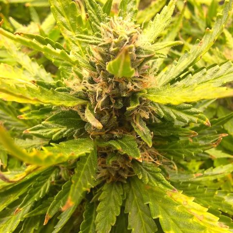 Gorilla Glue Auto  growlog timeline photo